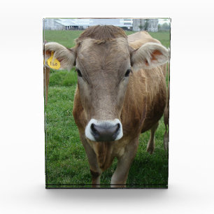 Bloque Para Fotos Retrato de vaca de Jersey
