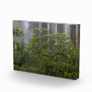 Bloque Para Fotos Rhododendron en el Parque Nacional Redwood Califor