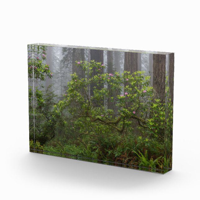Bloque Para Fotos Rhododendron en el Parque Nacional Redwood en Cali (Derecha)