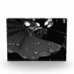 Bloque Para Fotos Rocío negro y blanco en hoja