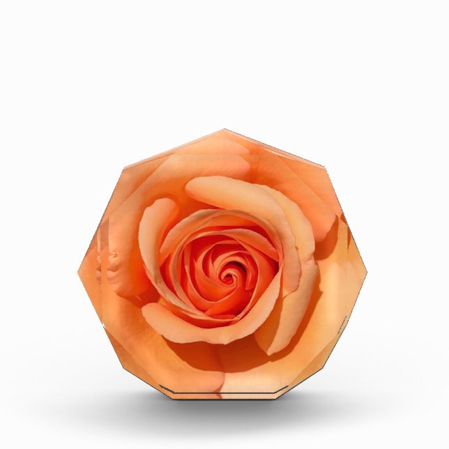 Bloque Para Fotos Rosa de color (Anverso)
