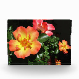 Bloque Para Fotos Rosas Naranjas Brillantes - Aspecto Oscuro
