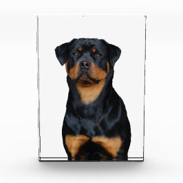 Bloque Para Fotos Rottweiler