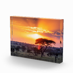Bloque Para Fotos Safari en el Parque Nacional Serengeti