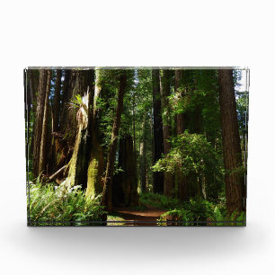 Bloque Para Fotos Secuoyas y helechos en el Parque Nacional Redwood