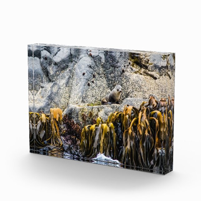 Bloque Para Fotos Sello De Piel Joven En La Roca (Derecha)