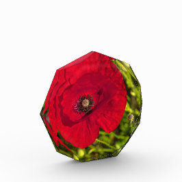 Bloque Para Fotos Serie de amapola #2