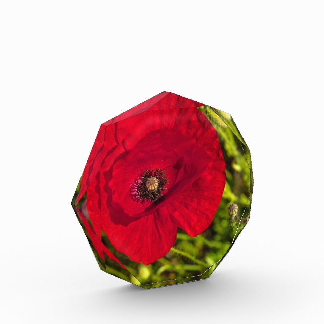 Bloque Para Fotos Serie de amapola #2 (Izquierda)