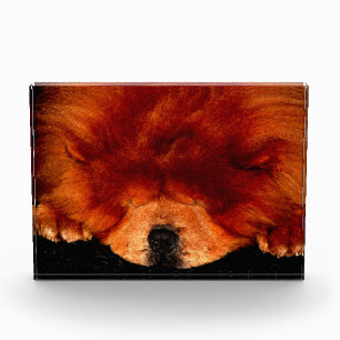 Bloque Para Fotos Sleeping Chow Chow Pbcn