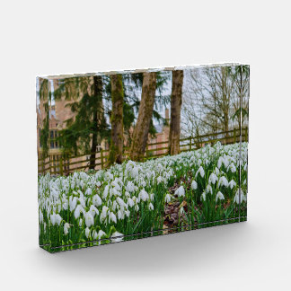 Bloque Para Fotos Snowdrops 