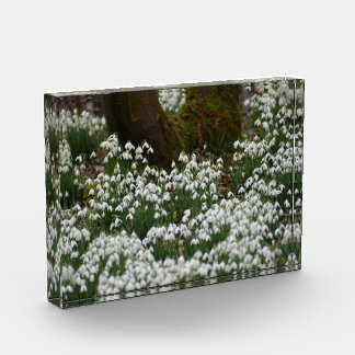 Bloque Para Fotos Snowdrops 