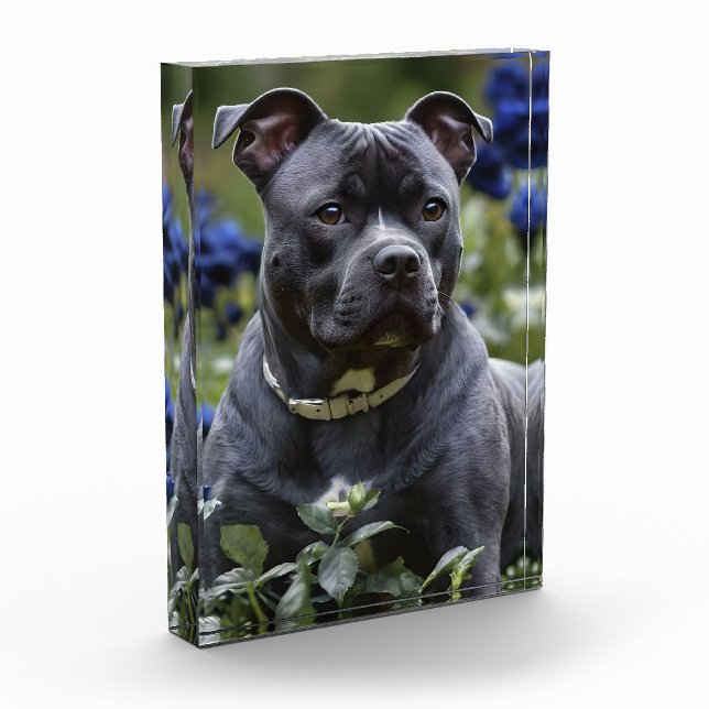 Bloque Para Fotos Staffordshire Bull Terrier In Blue Rosa Garden, (Izquierda)