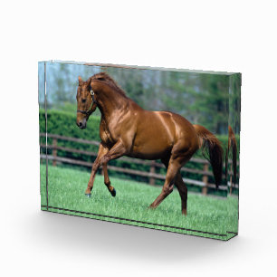 Bloque Para Fotos Stallion arado, Irlanda