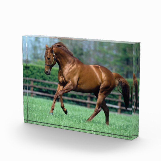 Bloque Para Fotos Stallion arado, Irlanda (Derecha)