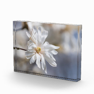 Bloque Para Fotos Star Magnolia Bloom