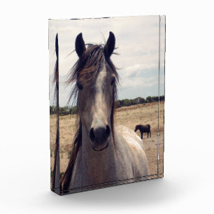 Bloque Para Fotos Star The Arab Pony,