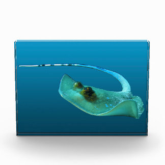 Bloque Para Fotos Stingray in motion! Gradient blue background | 