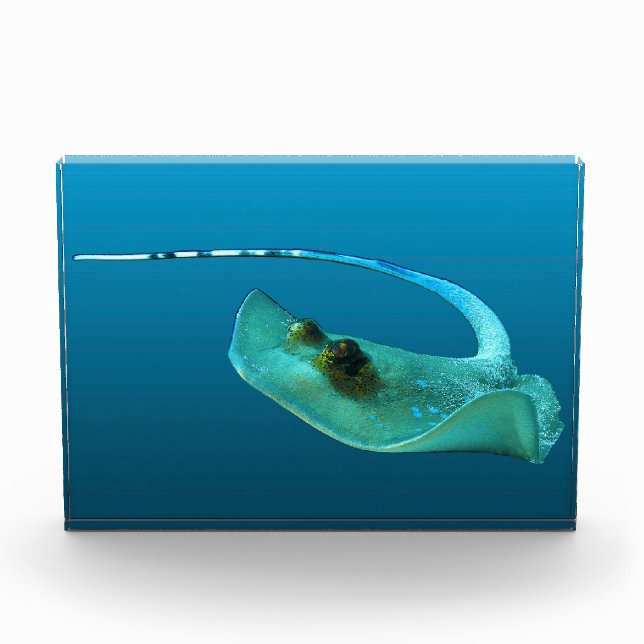Bloque Para Fotos Stingray in motion! Gradient blue background |  (Anverso)