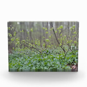 Bloque Para Fotos Suelo del bosque de los Cárpatos Rumania Fotografí