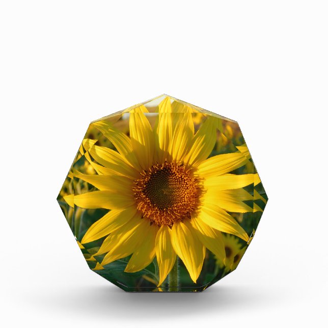 Bloque Para Fotos Sunflower Sunshine (Anverso)