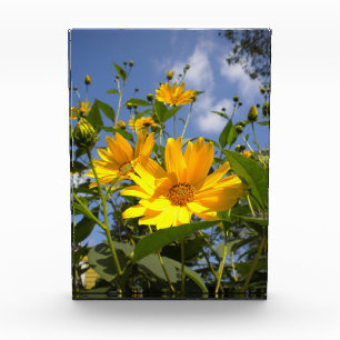 Bloque Para Fotos Sunflowers N Canvas envueltas con cielo