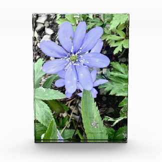 Bloque Para Fotos Susurro del bosque - Flor silvestre lilac