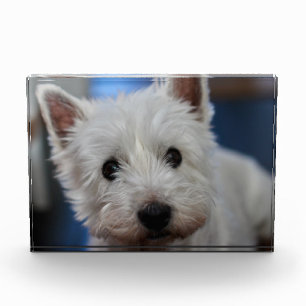 Bloque Para Fotos Terrier Occidental de Plaga Ultra Cuta