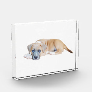 Bloque Para Fotos Tiempo de chillout de cachorro bull terrier