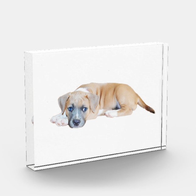 Bloque Para Fotos Tiempo de chillout de cachorro bull terrier (Izquierda)