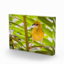 Bloque Para Fotos Tiempo de construir el nido