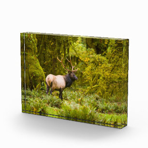Bloque Para Fotos Toro Elk Roosevelt de pie en pradera
