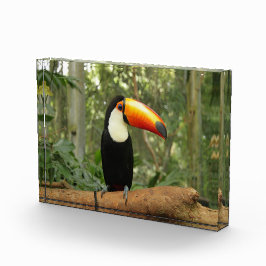 Bloque Para Fotos Toucan en la rama del árbol
