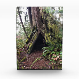 Bloque Para Fotos Trayecto de buceo de bosques costeros, decepción d