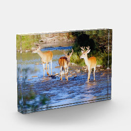 Bloque Para Fotos Tres gallos de cola blanca en arroyo