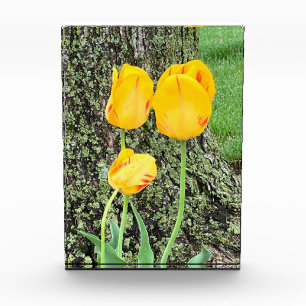 Bloque Para Fotos Tres tulipanes amarillos /