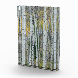 Bloque Para Fotos Troncos de árboles de álamo Aspen, Colorado