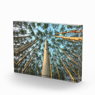 Bloque Para Fotos Troncos y hojas de álamo, Yukón