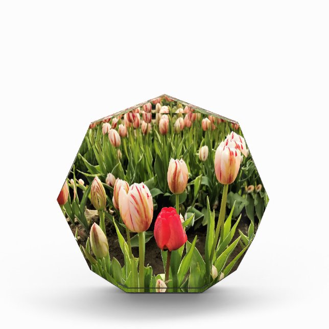 Bloque Para Fotos Tulipán rosa resaltando (Anverso)