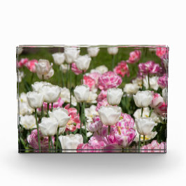 Bloque Para Fotos Tulipanes blancos y rosas brillantes en un día sol