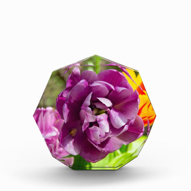 Bloque Para Fotos Tulipanes de Lilac en un día soleado (Anverso)