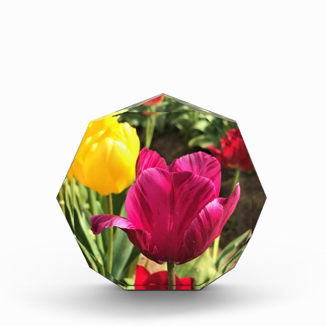 Bloque Para Fotos Tulipanes de primavera, Oregón (Anverso)