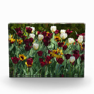 Bloque Para Fotos Tulipanes granates y amarillos