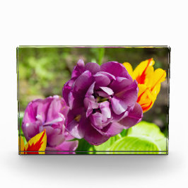 Bloque Para Fotos Tulipanes lila en un día soleado