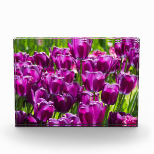 Bloque Para Fotos Tulipanes lilacos brillantes en un día soleado