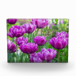 Bloque Para Fotos Tulipanes lilacos brillantes en un día soleado