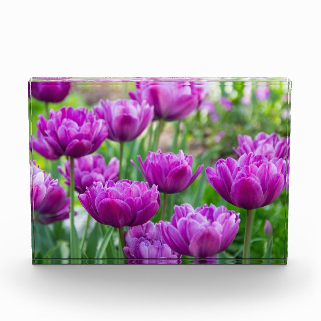 Bloque Para Fotos Tulipanes lilacos brillantes en un día soleado (Anverso)