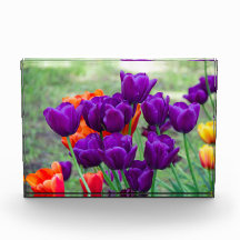 Tulipanes morados oscuros