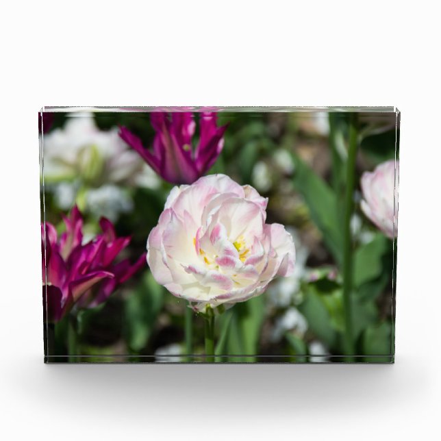 Bloque Para Fotos Tulipanes rosa brillante en un día soleado (Anverso)