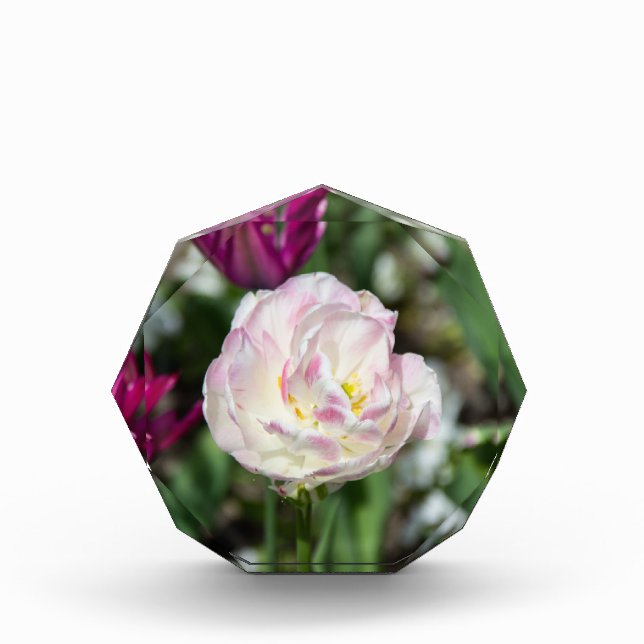 Bloque Para Fotos Tulipanes rosa brillante en un día soleado (Anverso)