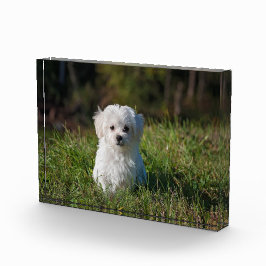 Bloque Para Fotos Un cachorro blanco.